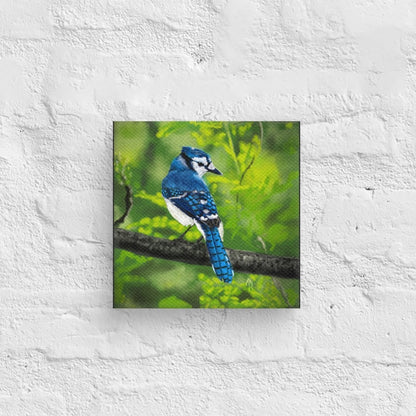 Blue Jay Painting – 6"x6" Canvas Print – Free Shipping - Jacqueline Baumgardt Art